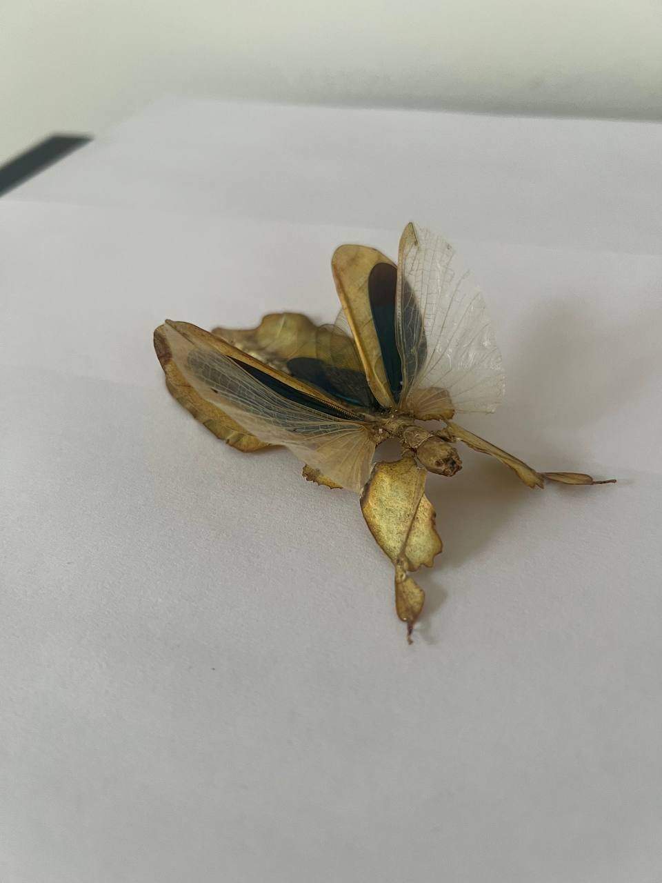 Neurobasis Damselsect – exoskeleton photosynthesis, wilts in the winter